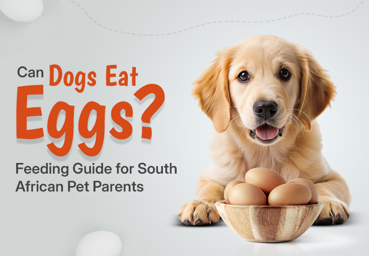 Can Dogs Eat Eggs